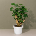 Ming Aralia Fabian Stump Bonsai Tree Live Plant - Plants Live Houseplants - Aralia Ming Fabian Stump Plant Gift, Elegant Bonsai for Indoor Spaces, Live Bonsai Plant Decor