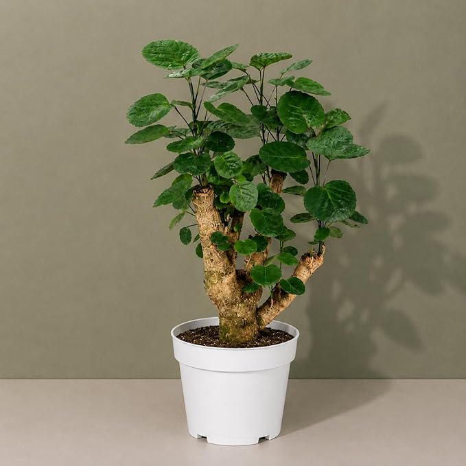 Ming Aralia Fabian Stump Bonsai Tree Live Plant - Plants Live Houseplants - Aralia Ming Fabian Stump Plant Gift, Elegant Bonsai for Indoor Spaces, Live Bonsai Plant Decor