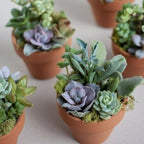Creations by Nathalie 6 Pack Live Succulent Plants – Assorted Small Indoor Succulents, Bulk Easy Care Live Plants for Events, Wedding Favors, Home, Office & Terrariums