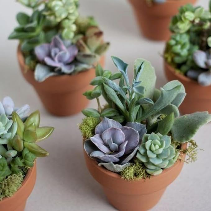 Creations by Nathalie 6 Pack Live Succulent Plants – Assorted Small Indoor Succulents, Bulk Easy Care Live Plants for Events, Wedding Favors, Home, Office & Terrariums