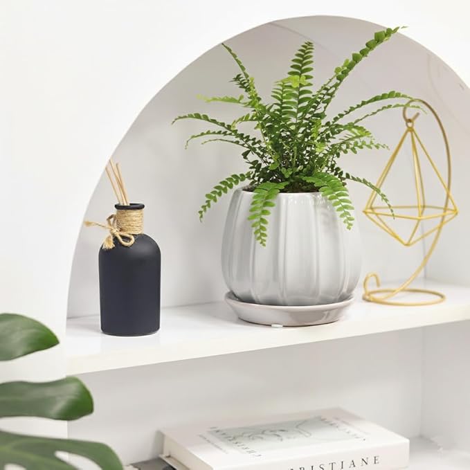 Fern Lemon Button Live Plant – Nephrolepis Cordifolia ‘Duffii’ – Pet Friendly Houseplant – Airy Compact Desk Plant (Nursery Pot, 6" Pot)