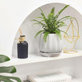 Fern Lemon Button Live Plant – Nephrolepis Cordifolia ‘Duffii’ – Pet Friendly Houseplant – Airy Compact Desk Plant (Nursery Pot, 6" Pot)