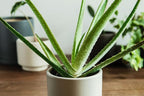 Doter Houseplant Potting Mix 2qt, Fertilized, Perlite Soil for All Types of Indoor House Plants and Tropical Plant