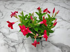Coral Dipladenia Bush - Live Flower Plant - Tropical Plants of Florida - 14 inch Overall Height - 1 Gallon (Plant Only)