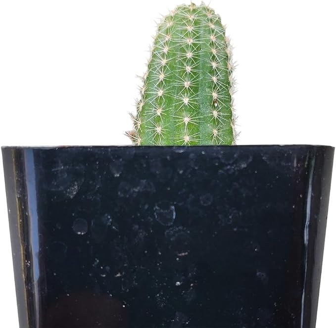 Live Cactus Plants, Fully Rooted 2-inch Cactus Succulent Plants, Rare Varieties for Gift or Home Decoration (Peanut Cactus Echinopsis)