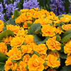 220+ Perennial Primrose Primula Seeds for Planting - Non-GMO Heirloom Plant Seeds Garden Outdoor