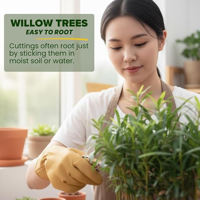 Willow Bonsai Tree Forest Kit for Growing - 8 Inch Pot & Tray, Soil, 15 Trees Included - Complete Beginner Bonsai Gift Set - Unique Gardener Gift, Secret Santa & Holiday Bonsai Kit - White Elephant