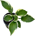 Live Perennial Hosta - Assorted Varieties (3 Plants Per Pack) Beautiful Accent Plant, 10" Tall by 4" Wide in 1 Qt Pot