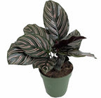 Pin Stripe Prayer Plant - Calathea ornata - Easy House Plant - 4" Pot-Live Plant