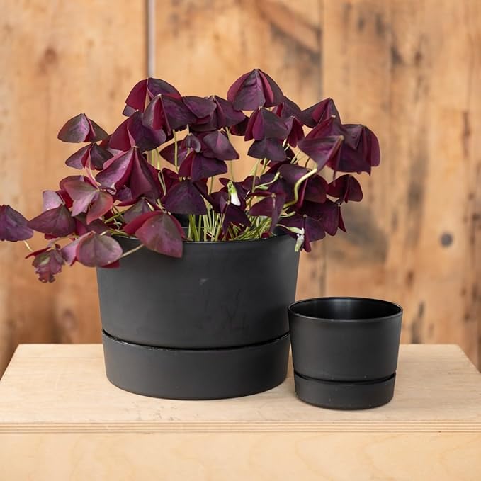 Root & Vessel Majestic Mid-Century Modern Low Profile Cylinder Pot, Matte Black, 6.5"