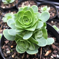 Mountain Rose Succulent Plant | Greenovia Dodrentalis in 2" Pot | Low Maintenance Desk Plant for Modern Interiors