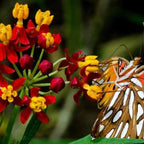 Chalily Mexican Butterfly Weed, a Great Live Pond Plant for Your Water Garden. Filters The koi and Goldfish Pond. Good for Bogs, Plant Shelf or Shallow Water This marginal Aquatic is a Real Beauty