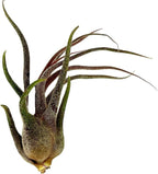ragnaroc Air Plants - Tillandsia Pruinosa, Large 3-5" - 2ct - Live Arrival Guaranteed - House Plants for Home Decor & Gift