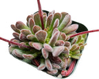 Live Cactus and Succulent Plants (2" Pot Crassula Pubescens)