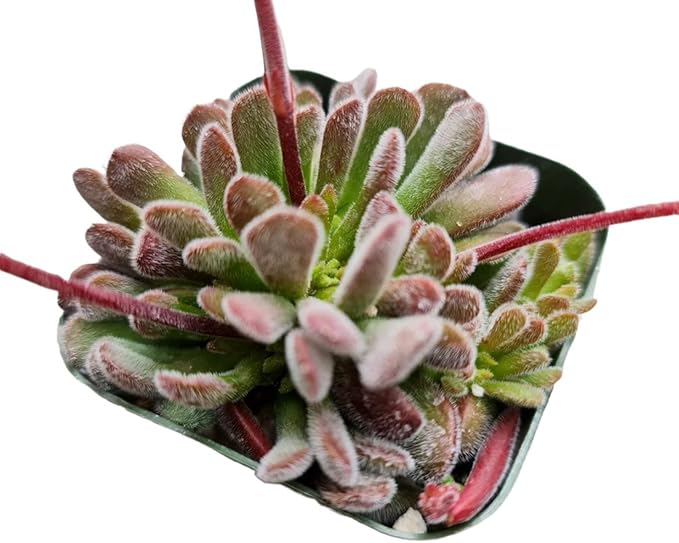 Live Cactus and Succulent Plants (2" Pot Crassula Pubescens)