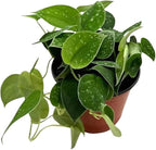 BubbleBlooms Satin Pothos, Scindapsus Pictus, Silver Vine, Silver Cloud, Silk Pothos in 6 inch Pot