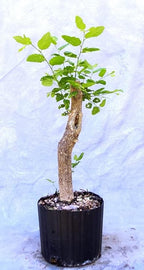 Hybrid Poplar Bonsai Tree Forest Cuttings to Grow - Easy to Grow Indoor or Outdoor Bonsai Plant - Made in USA