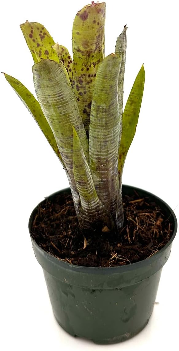 ragnaroc Live Plants – Bromeliad Neoregelia Pauciflora, 4-8" in 4" Pot - 1ct - Live Arrival Guaranteed - House Plants for Home Decor & Gift