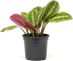 Maranta Red Prayer (4 inch) - Pet-Friendly Houseplants - Attractive Indoor Plants, Easy to Grow, Pet Safe Plants for Cats & Dogs, Ideal for Home Decor, Office & Gift