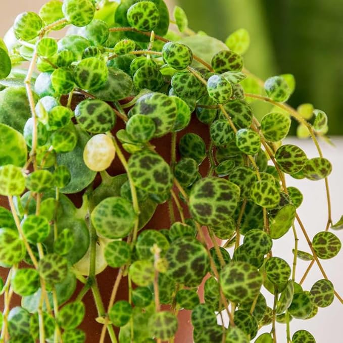 String of Turtles Plant Live, Rare Succulent Trailing Vine in Pot, Indoor Houseplant