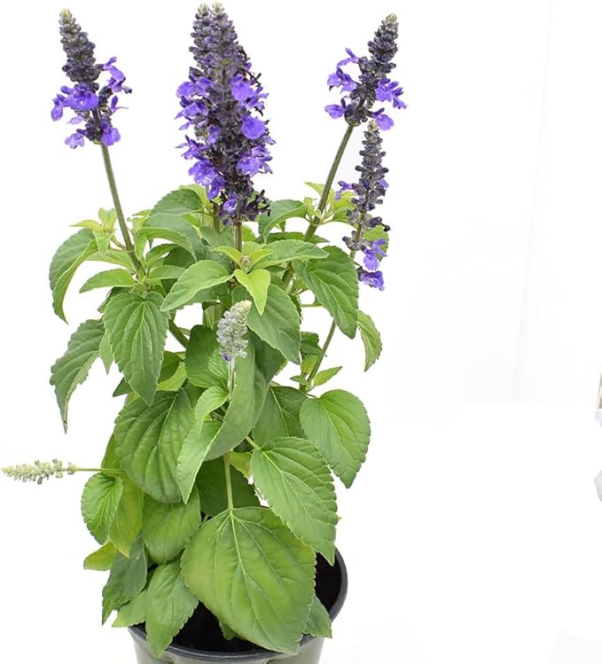 American Plant Exchange Purple Salvia Blue Sage – 6-Inch Pot – Live Flowering Perennial Plant, Drought Tolerant Easy Care Blooms for Outdoor Garden, Landscape, or Patio Decor