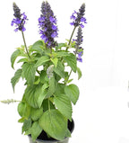 American Plant Exchange Purple Salvia Blue Sage – 6-Inch Pot – Live Flowering Perennial Plant, Drought Tolerant Easy Care Blooms for Outdoor Garden, Landscape, or Patio Decor