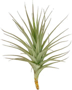 ragnaroc Air Plants - Flowering Tillandsia Lilla Lilac, Large 5" - 3ct - Live Arrival Guaranteed - House Plants for Home Decor & Gift