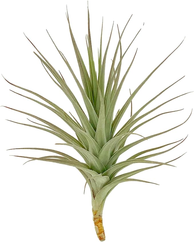ragnaroc Air Plants - Flowering Tillandsia Lilla Lilac, Large 5" - 1ct - Live Arrival Gauranteed - House Plants for Home Decor & Gift