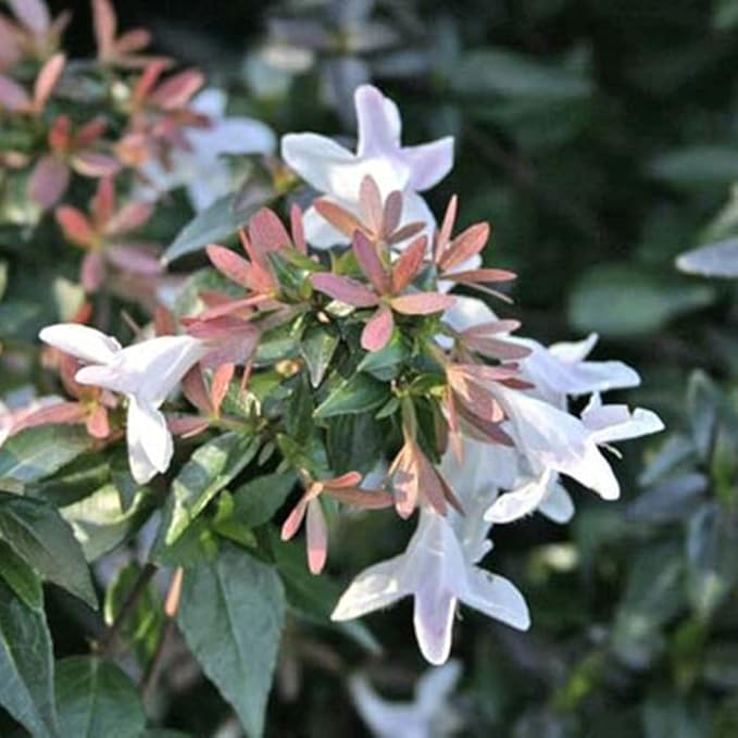 Blooming & Beautiful - Little Richard Abelia - 3 gal - Evergreen Shrub - Fragrant White Bell-Shaped Flowers - Summer Blooms - Zones 6-9 - Abelia x grandiflora 'Little Richard' - 3 Gallon Pot