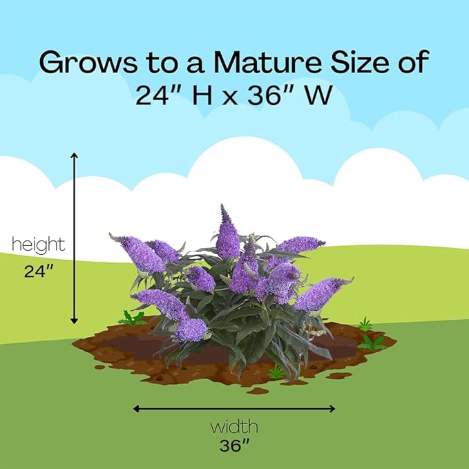 2 Gal. Pugster Ameythst Buddleia Shrub