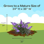 2 Gal. Pugster Ameythst Buddleia Shrub