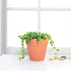 String of Pearls Live Succulent, 2 Inch Fully Rooted Potted Plant, Easy Care & Drought Tolerant, Trailing Indoor Houseplant for Home Decor