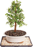 Brussel's Bonsai - Live Dwarf Jade Bonsai Tree with Ceramic Bonsai Pot & Humidity Tray, Indoor Bonsai Plant, 6 Years Old, 10-14 Inches Tall, Easy Care Houseplant for Home or Office (Large)