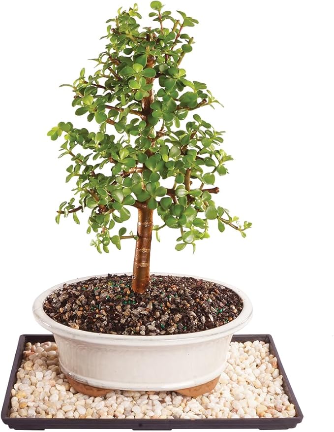 Brussel's Bonsai - Live Dwarf Jade Bonsai Tree with Ceramic Bonsai Pot & Humidity Tray, Indoor Bonsai Plant, 6 Years Old, 10-14 Inches Tall, Easy Care Houseplant for Home or Office (Large)