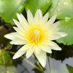 Mainam Mix Colorful Tropical Water Lily Tuber Live Aquarium Plant for Freshwater Fish Pond Balcony Buy 2 GET Fertilizer Free (White Nymphaea Kao Mongkol)