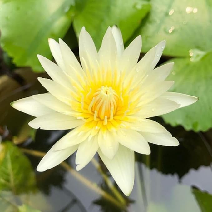 Mainam Mix Colorful Tropical Water Lily Tuber Live Aquarium Plant for Freshwater Fish Pond Balcony Buy 2 GET Fertilizer Free (White Nymphaea Kao Mongkol)