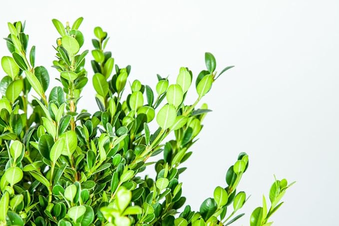 Perfect Plants Wintergreen Boxwood Live Plant, 3 gallon, Includes Care Guide