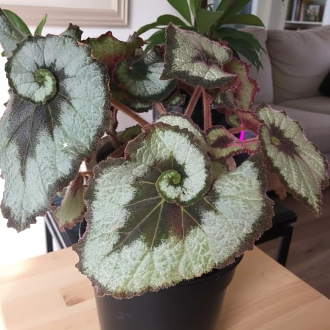 Begonia Live Plant, Begonias Live Plant, Rare Begonias Plants, 5-7 Inches in Height for Indoor Houseplant (Green Begonia)