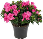 Azalea Live Plant, Live Azalea Plants, Flowering Shrub with Vibrant Red Blooms, 4-7 Inches Tall in 4 Inch Pot (Pink)