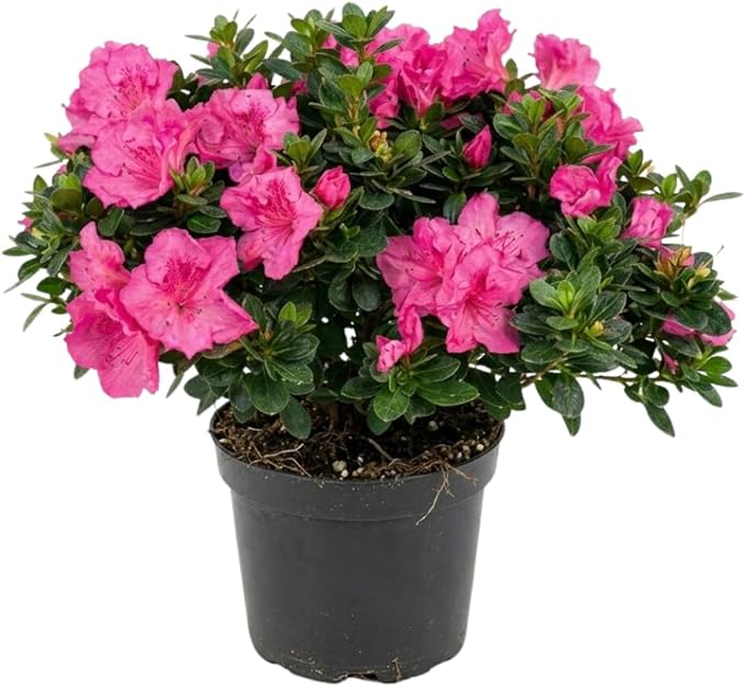Azalea Live Plant, Live Azalea Plants, Flowering Shrub with Vibrant Red Blooms, 4-7 Inches Tall in 4 Inch Pot (Pink)