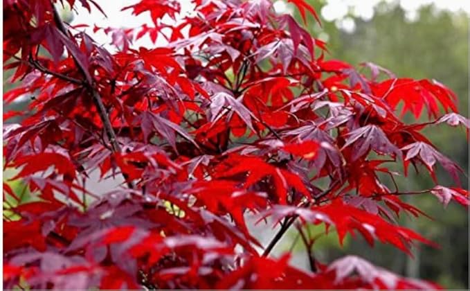 2 Red Japanese Maple Trees – Live Plants, 2-3 Ft Tall, Stunning Foliage - 2 Pack
