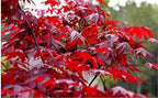2 Red Japanese Maple Trees – Live Plants, 2-3 Ft Tall, Stunning Foliage - 2 Pack