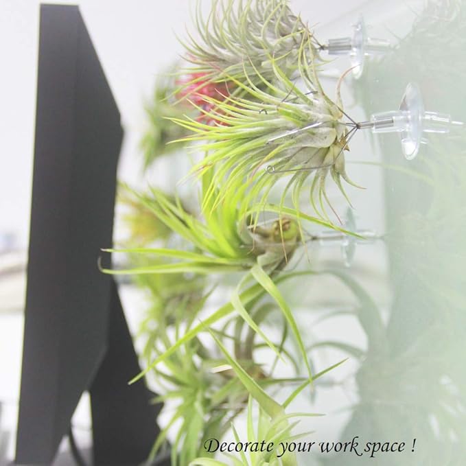 10 Pack Vertical Air Plant Holder (Suction Cup, Stainless Steel Tillandsia Air Plant Planter) A Unique Set of Air Plant Containers for Creating Tillandsia Art Display on Window. - Large