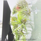 10 Pack Vertical Air Plant Holder (Suction Cup, Stainless Steel Tillandsia Air Plant Planter) A Unique Set of Air Plant Containers for Creating Tillandsia Art Display on Window. (Medium)