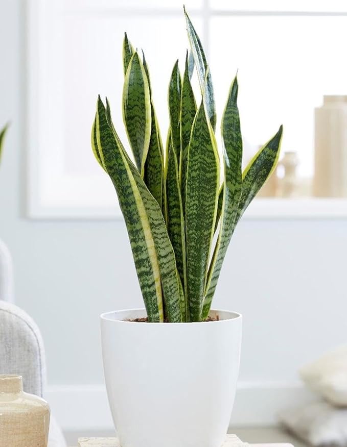 RedCrocus Variegated Snake Plant Sansevieria trifasciata 'Laurentii'- Indoor Air Purifying, Low Maintenance, Drought Tolerant Green Houseplant 10" Pot