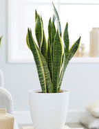RedCrocus Variegated Snake Plant Sansevieria trifasciata 'Laurentii'- Indoor Air Purifying, Low Maintenance, Drought Tolerant Green Houseplant 10" Pot