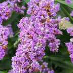 300 PCS Butterfly Bush Seeds (Buddleja) – Perennial Flower Shrub Seeds Fragrant Blooms for Outdoor Garden Planting