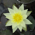 Nymphaea Joey Tomocik Yellow Hardy Water Lily Rhizome Live Aquarium Plant BUY2GET1FREE