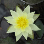 Nymphaea Joey Tomocik Yellow Hardy Water Lily Rhizome Live Aquarium Plant BUY2GET1FREE