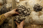 Oyster Mushrooms Spores Non GMO Heirloom 100 Seeds